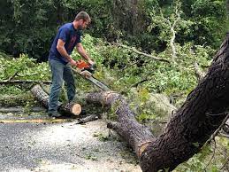 Best Tree Risk Assessment  in Baton Rouge, LA