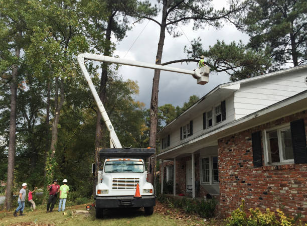 Best Tree Trimming and Pruning  in Baton Rouge, LA