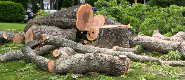 Professional Tree Services in Baton Rouge, LA