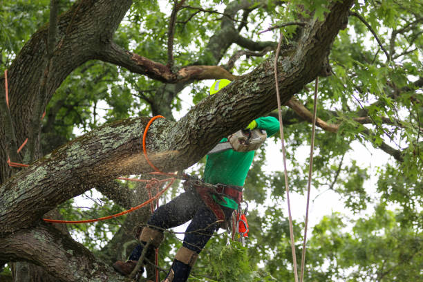 Best Utility Line Clearance  in Baton Rouge, LA