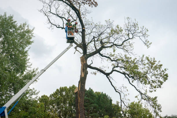 Best Storm Damage Tree Cleanup  in Baton Rouge, LA