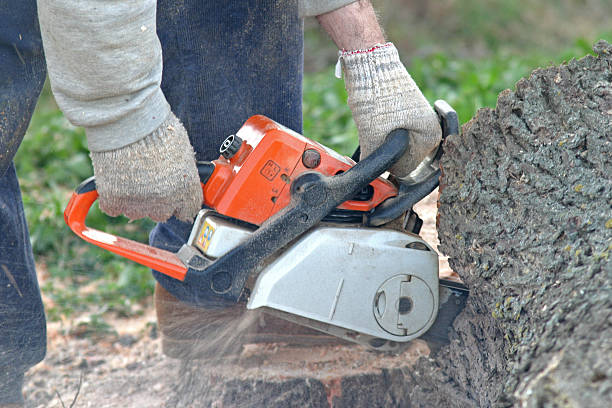 Tree and Shrub Care in Baton Rouge, LA