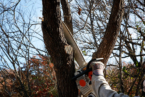 Seasonal Cleanup in Baton Rouge, LA