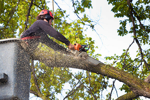 Best Hazardous Tree Removal  in Baton Rouge, LA