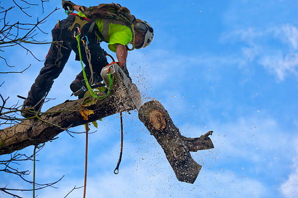 Best Fruit Tree Pruning  in Baton Rouge, LA